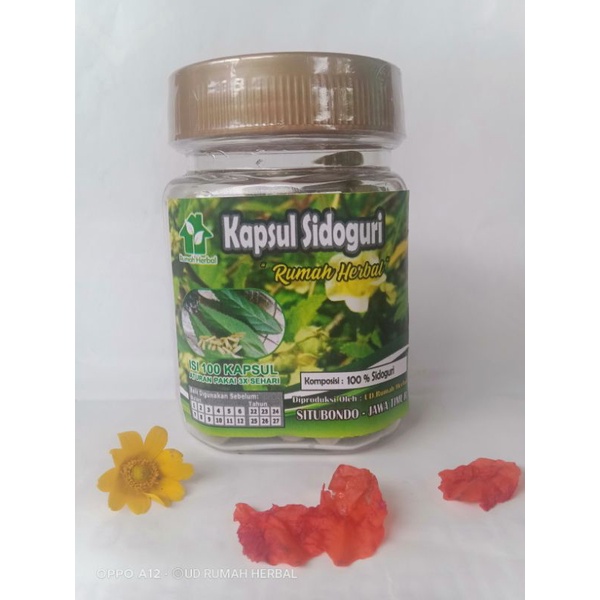 

Kapsul sidoguri isi 100 pcs untuk rematik dll