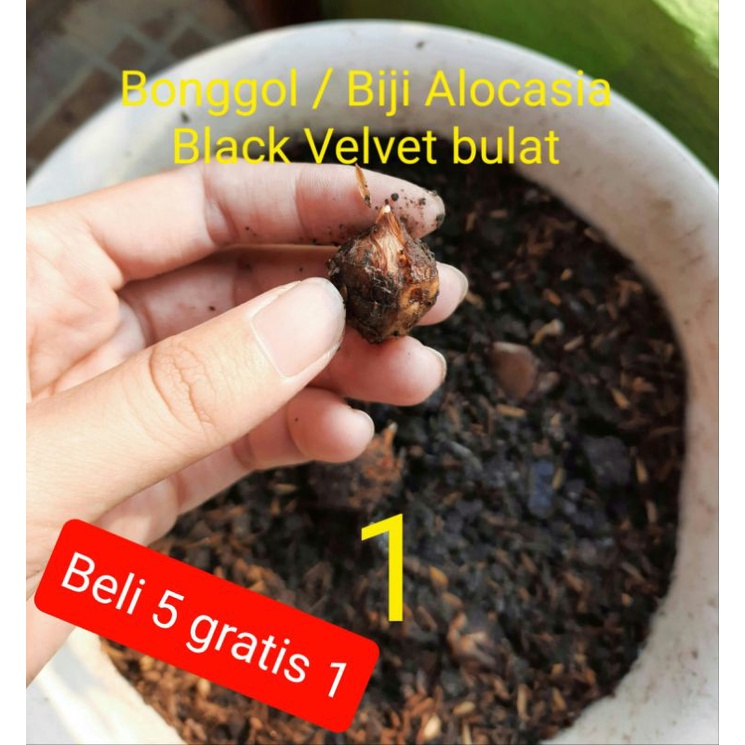 Alocasia Black Velvet Bonggol