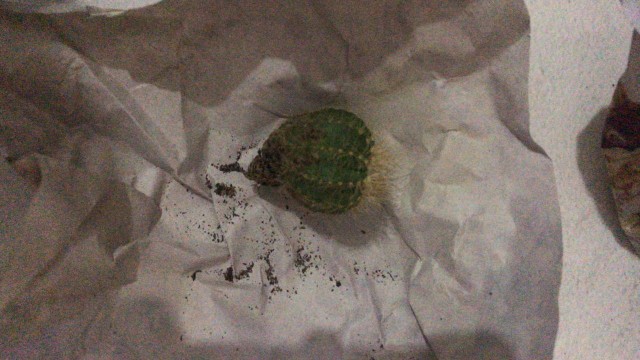 Kaktus Belimbing Parodia Owroot