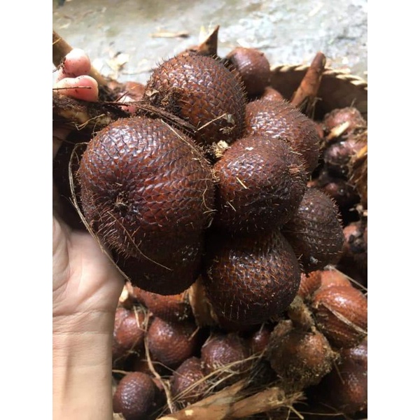 

salak bali asli karangasem termurah