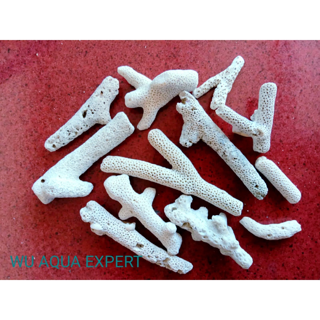 2 Kg KARANG JAHE Penjernih Air Filter Batu Filtrasi Aquarium Ikan 2 Kilo Coral Chip Chips Kolam