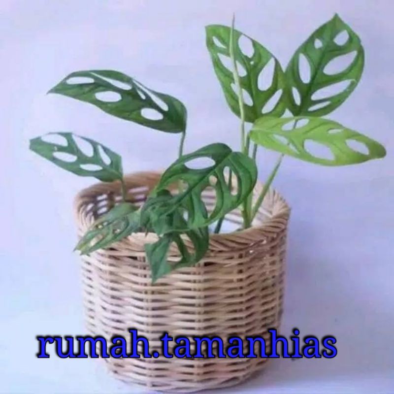 Tanaman Hias Monstera Obliqua - Janda Bolong - Tanaman Hias Hidup - Bunga Hias - Bunga Hidup