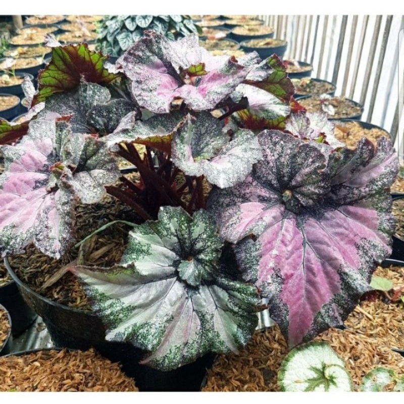 begonia rex keong unggu/hijau size s