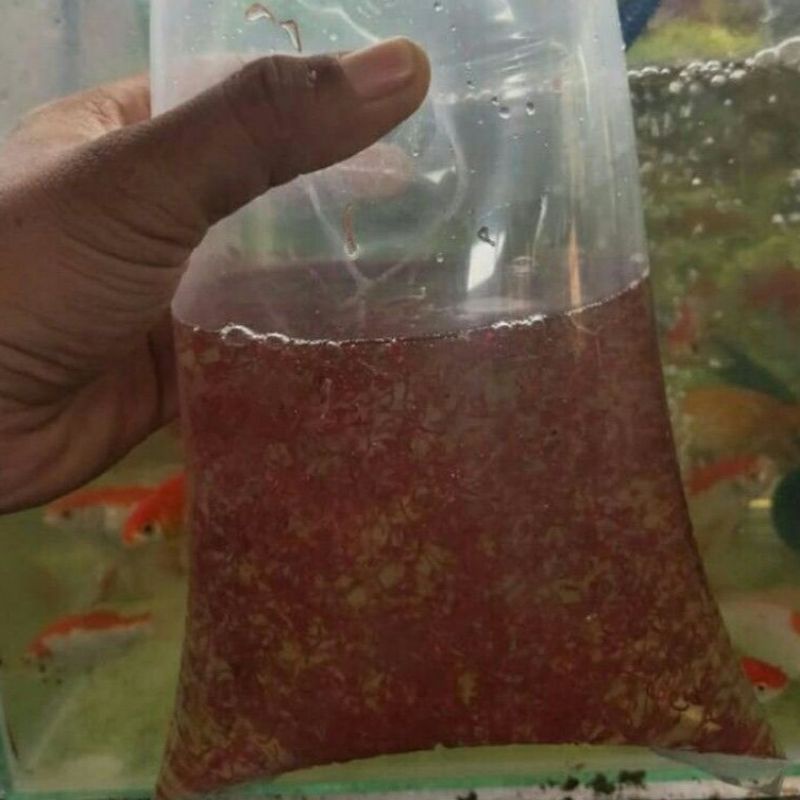 CACING DARAH HIDUP FRESH / CADAR PAKAN IKAN CUPANG LOUHAN CHANNA