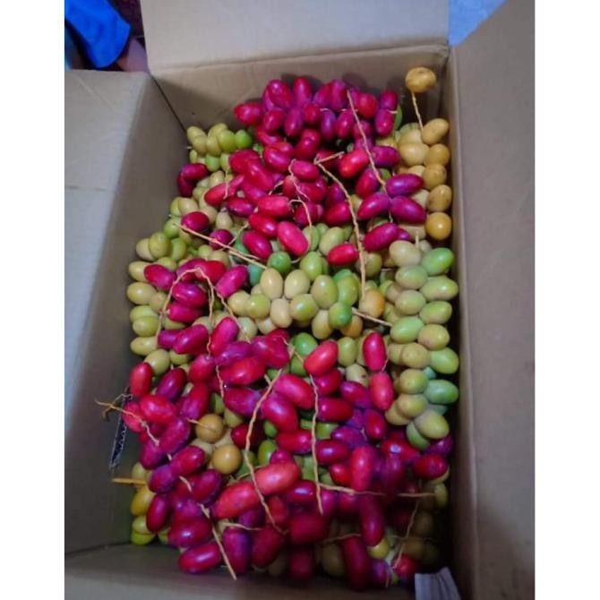 

Kurma Muda Barhi Dari Sudan / Ruthob Barhi Dari Sudan Arkanamarketht