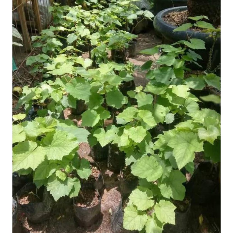 SEDIA BIBIT TANAMAN ANGGUR YELLOW BELGIA BIBIT / BIJI / BENIH V3T