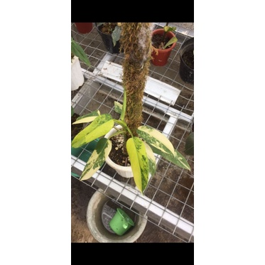 Philodendron Domesticum varigata