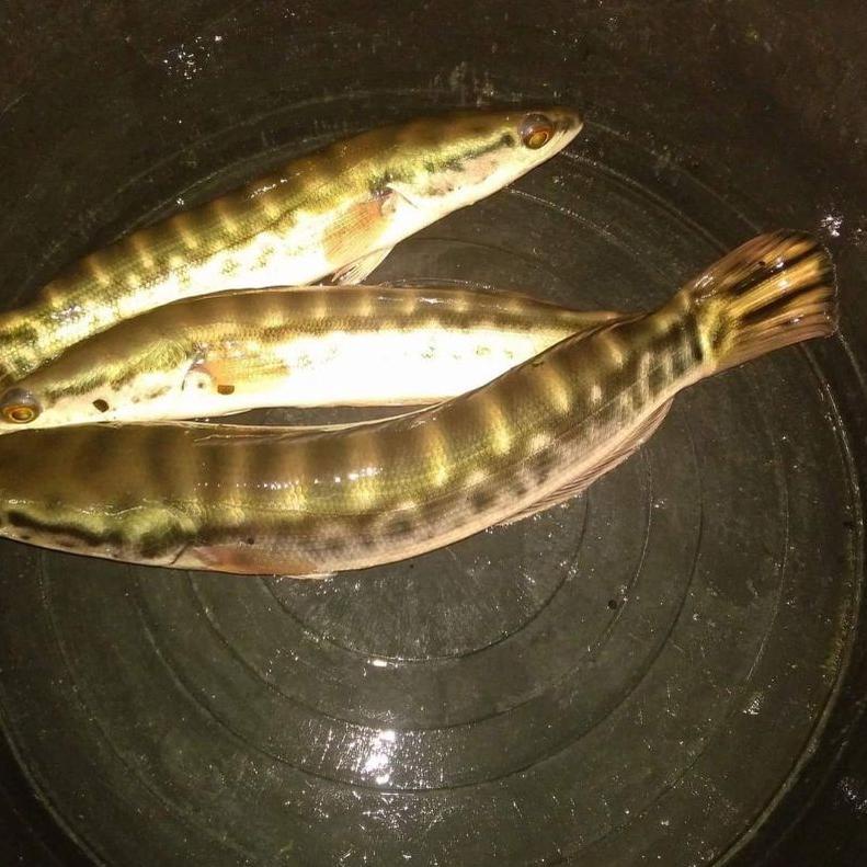 Terbaik|LR29|ikan gabus toman chana toman jumbo sz 20-23 cm