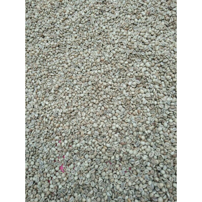 

Kopi Eco | Green Bean ( Biji Kopi Mentah) Robusta - Lereng Gunung Wilis 1 Kg