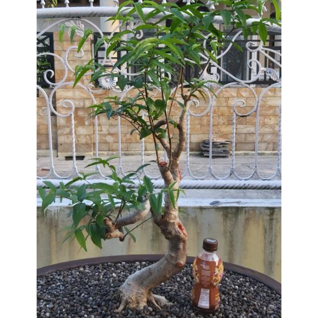Bonsai anting putri