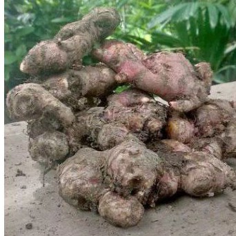 JAHE MERAH MEDAN MURAH MERIAH JAHE MERAH SEGAR 1kg JAHE MERAH DENGAN TANAH