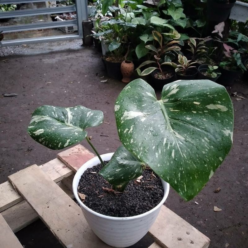 bonggol monstera thailand monthai