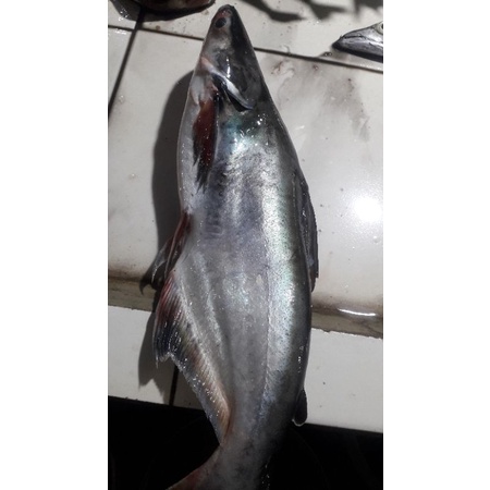 

ikan patin fresh 1kg