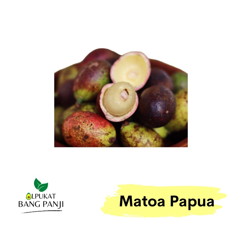 

ALPUKAT BANG PANJI - Buah Matoa Papua Manis