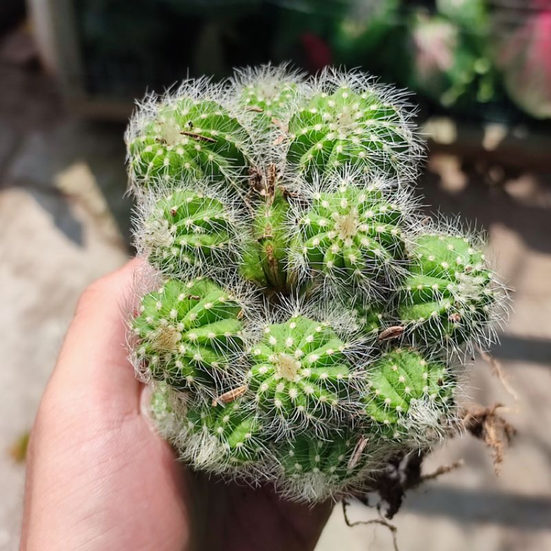 Kaktus notocactus cluster ownroot rimbun