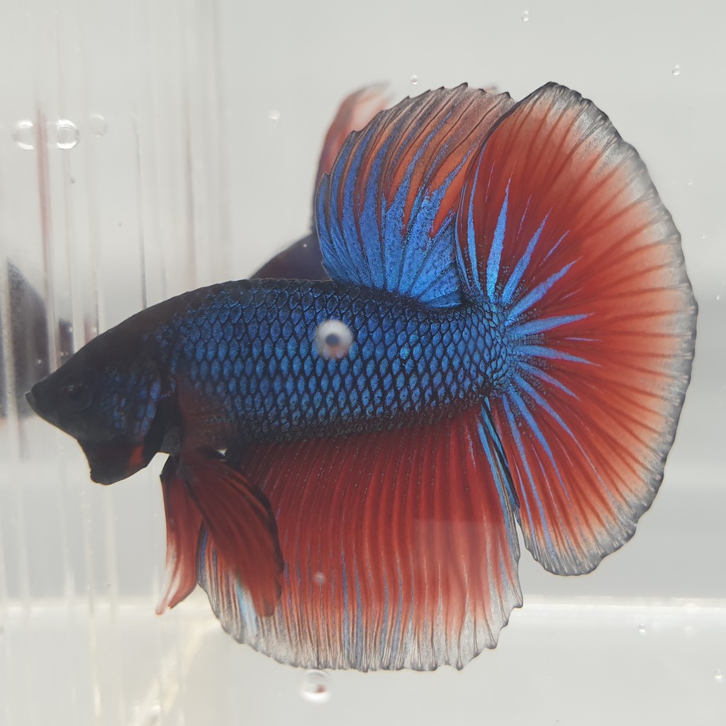 ikan cupang halfmoon jantan male biru metalik merah foto asli