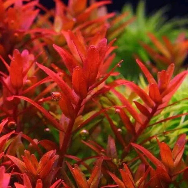 tanaman aquascape rotala blood red