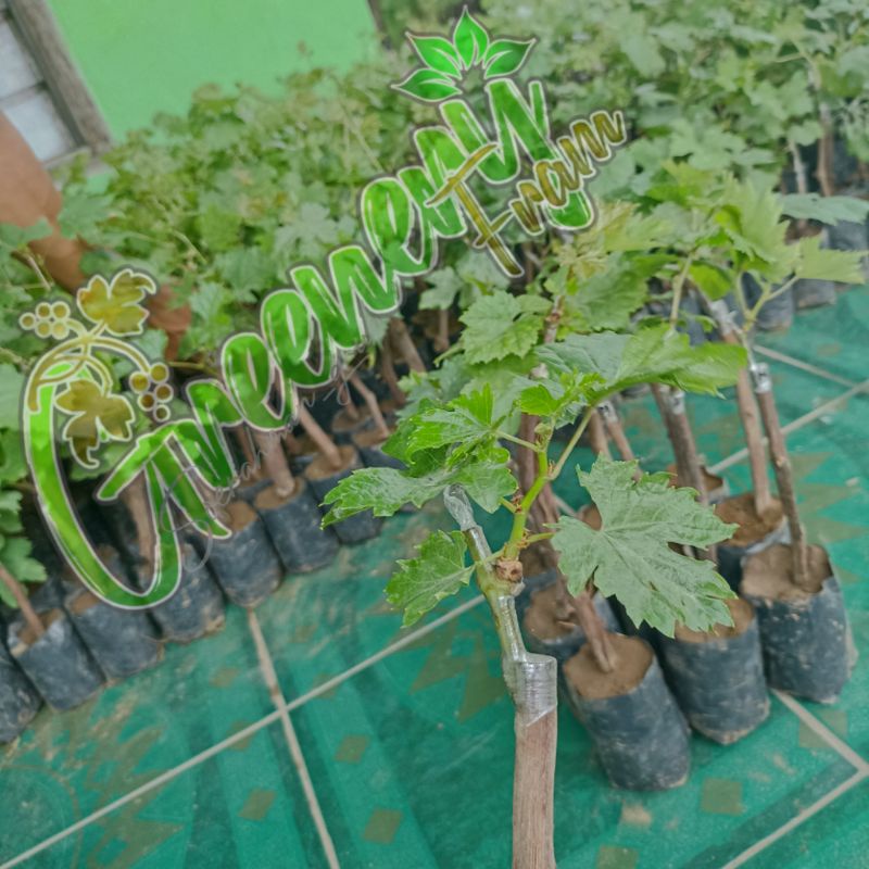 Bibit buah anggur import paling murah dapat 4 bibit