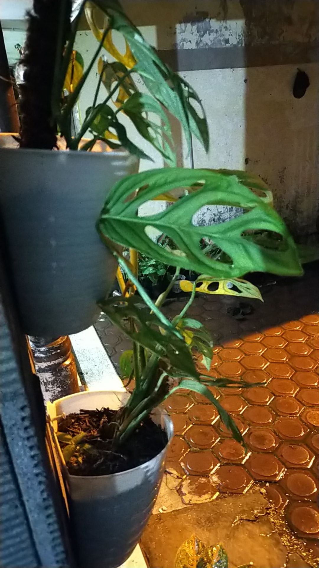 Pohon Janda Bolong Monstera Adansoni Accuminata Monstera Adansonii Acuminata