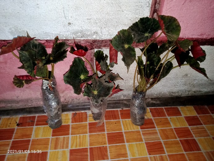 Begonia Tiger Tanaman Hias