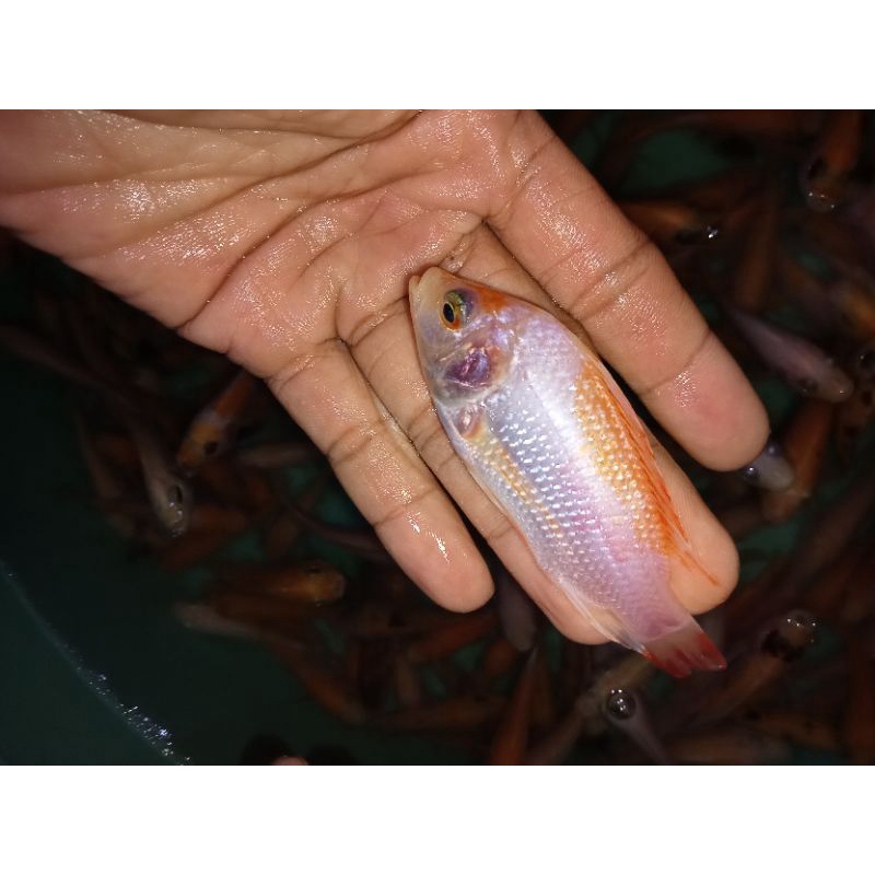 bibit benih ikan nila bangkok monosex