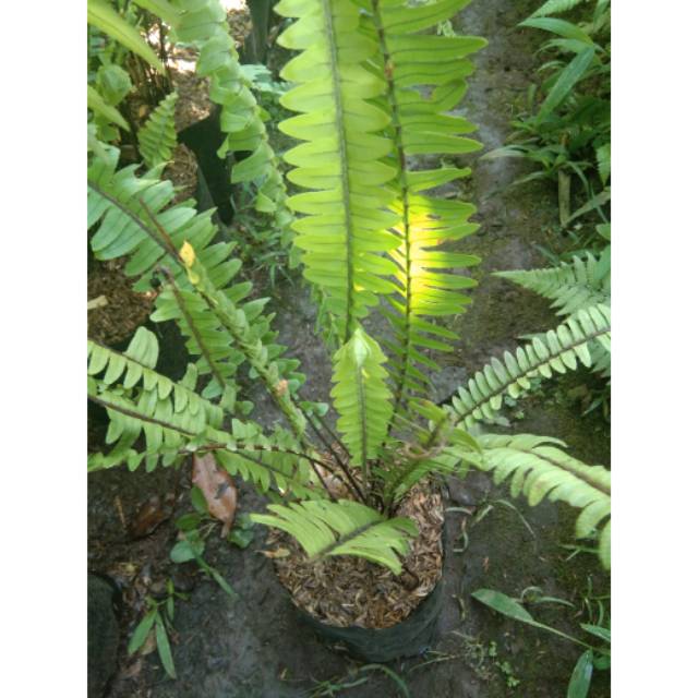 Tanaman hias pakis sisir