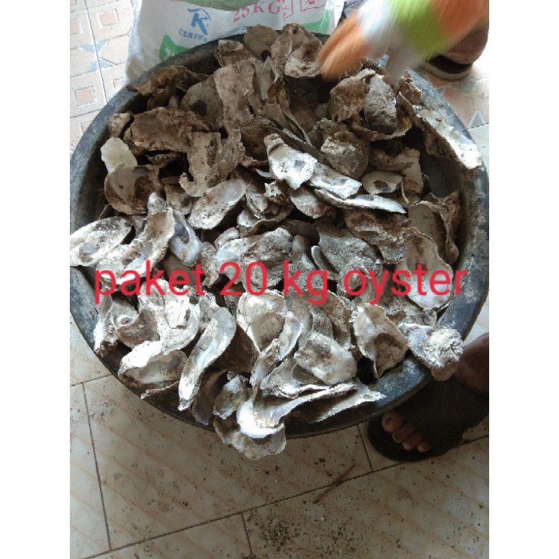 kulit kerang oyster paket (20kg)