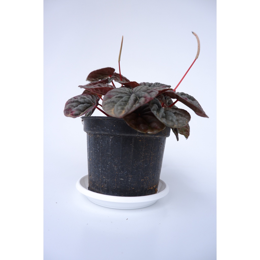 Peperomia Merah - Tanaman Hias