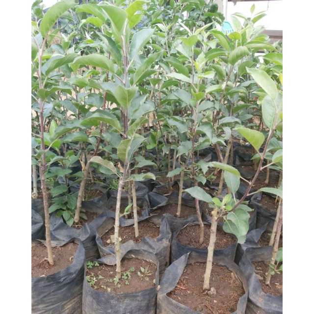 Bibit Apel Fuji Berkualitas