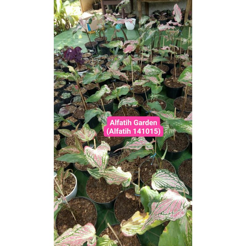 Tanaman Hias Keladi Wayang Pink-PROMO Keladi Batik Wayang Pink-Keladi Wayang Pink-Keladi Batik-pink