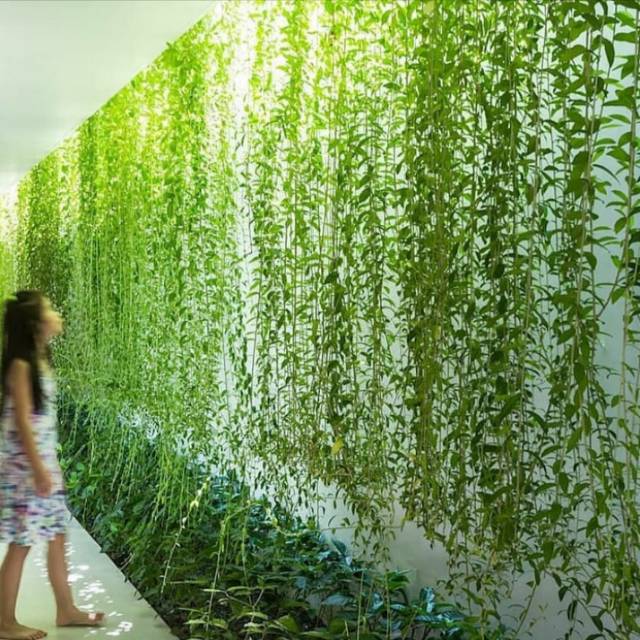 Tanaman menjunti lee kwan yew - tanaman lee kwan yew