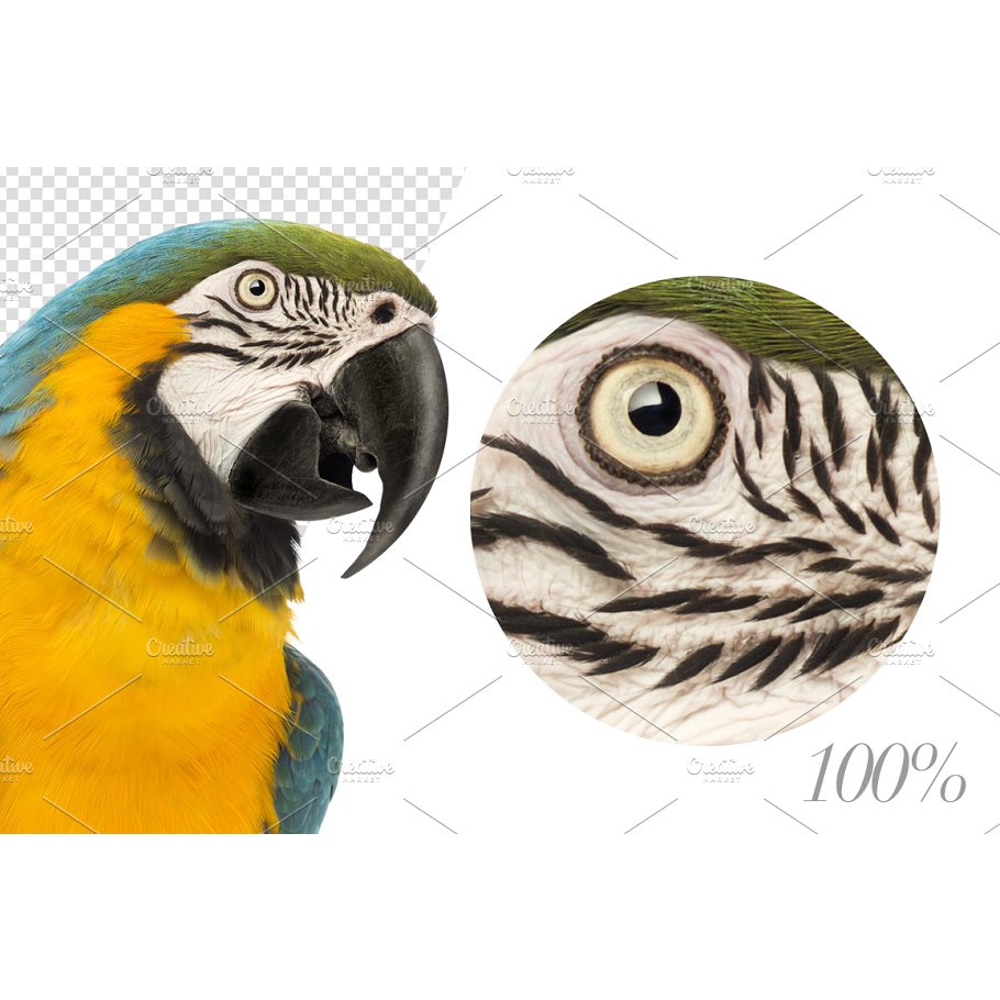 Birds High Res Pictures - JPEG Ultra HD