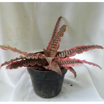 

Tanaman Kriptantus Zebra Pink