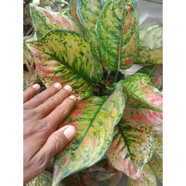 aglonema hengheng murah berkualitas size jumbo