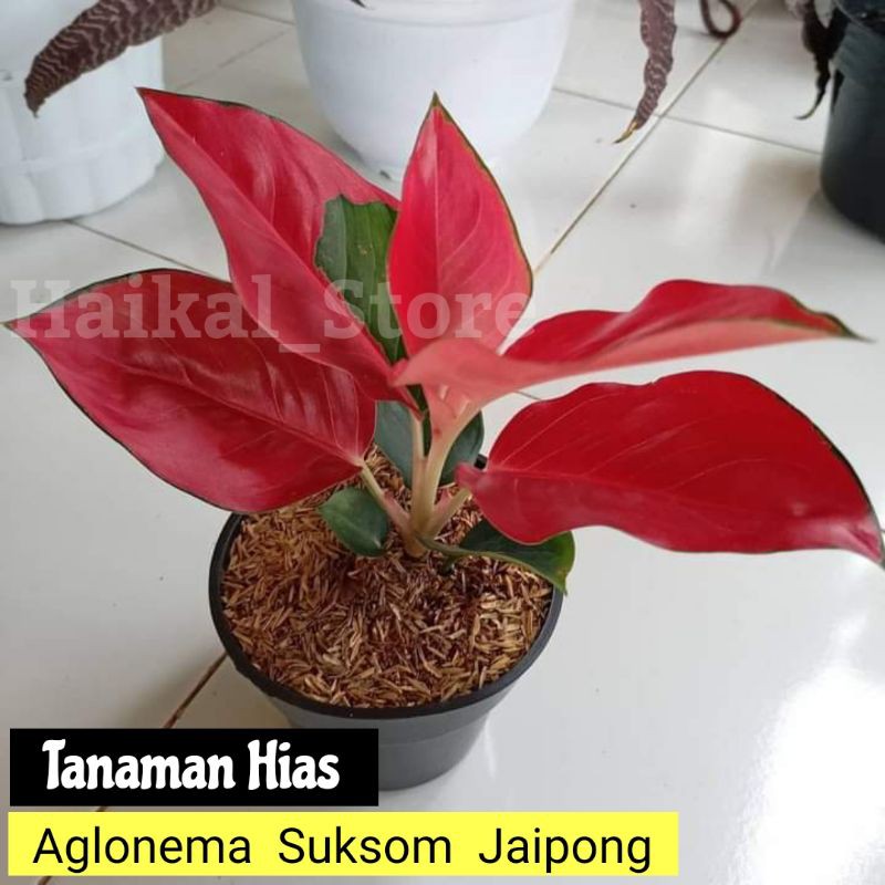 Tanaman Hias Aglonema Suksom jaipong - aglonema suksom jaipong