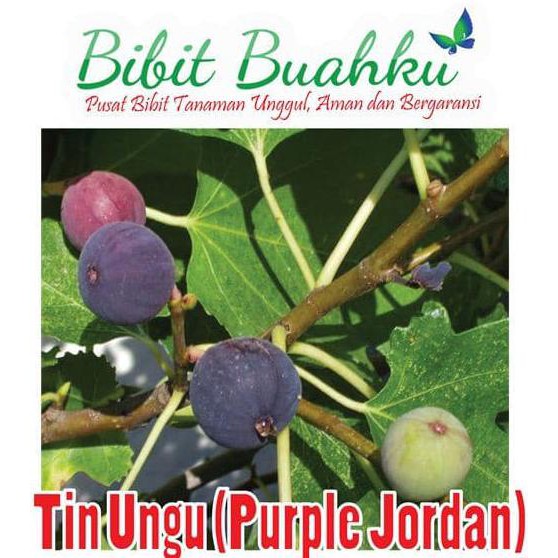 Premium Bibit Tanaman Buah Tin Purple Jordan 35 Cm Up #_*