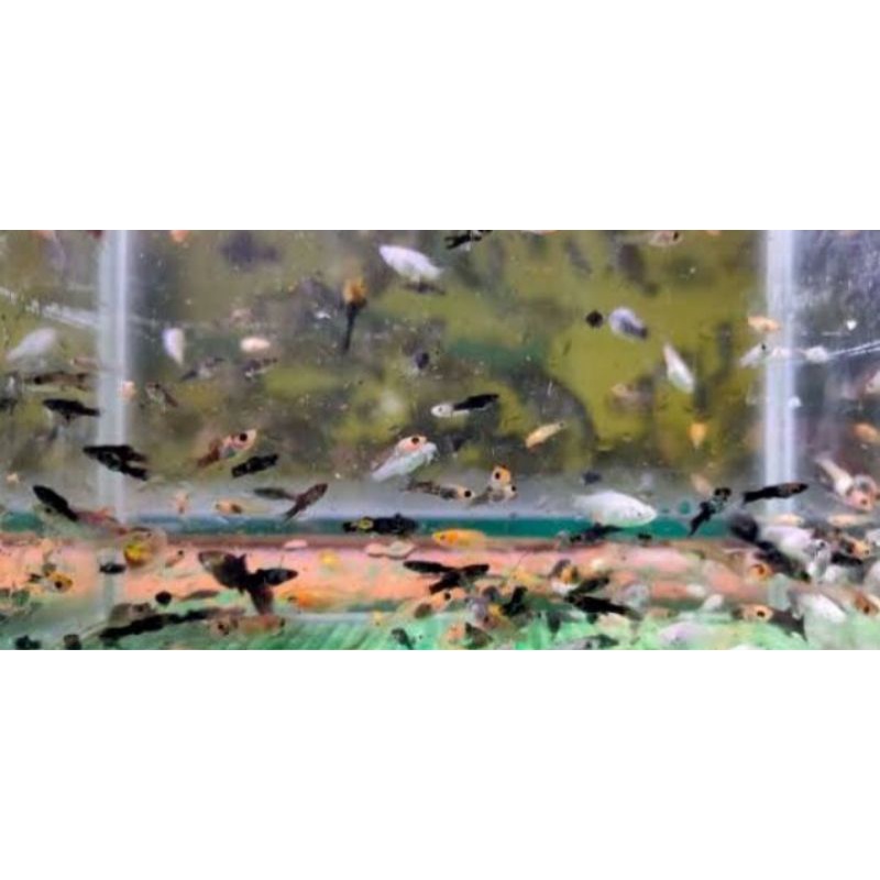 IKAN MOLLY PAKAN PREDATOR