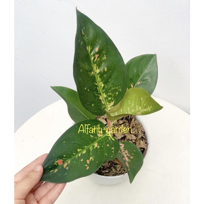 aglonema kochin paramuay