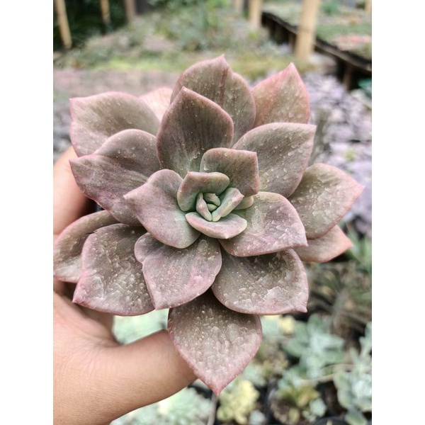 Sekulen Grapto Mutasi