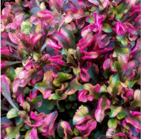 Tanaman hias krokot merah / bibit tanaman hias krokot merah / pohon krokot merah