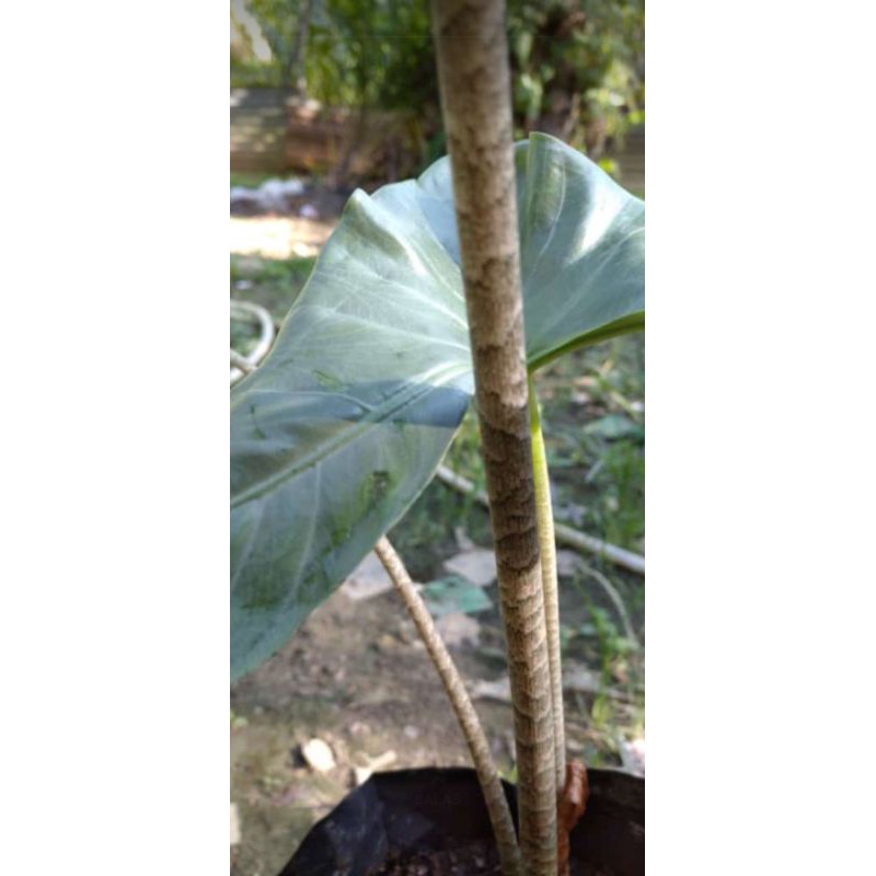 Alokasia Zebrina