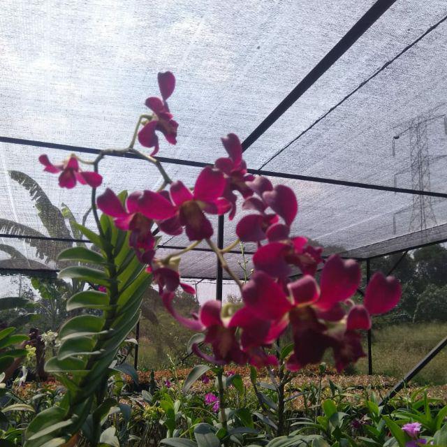 Tanaman Hias Anggrek Dendrobium Bunga Merah Maroon Shopee Indonesia