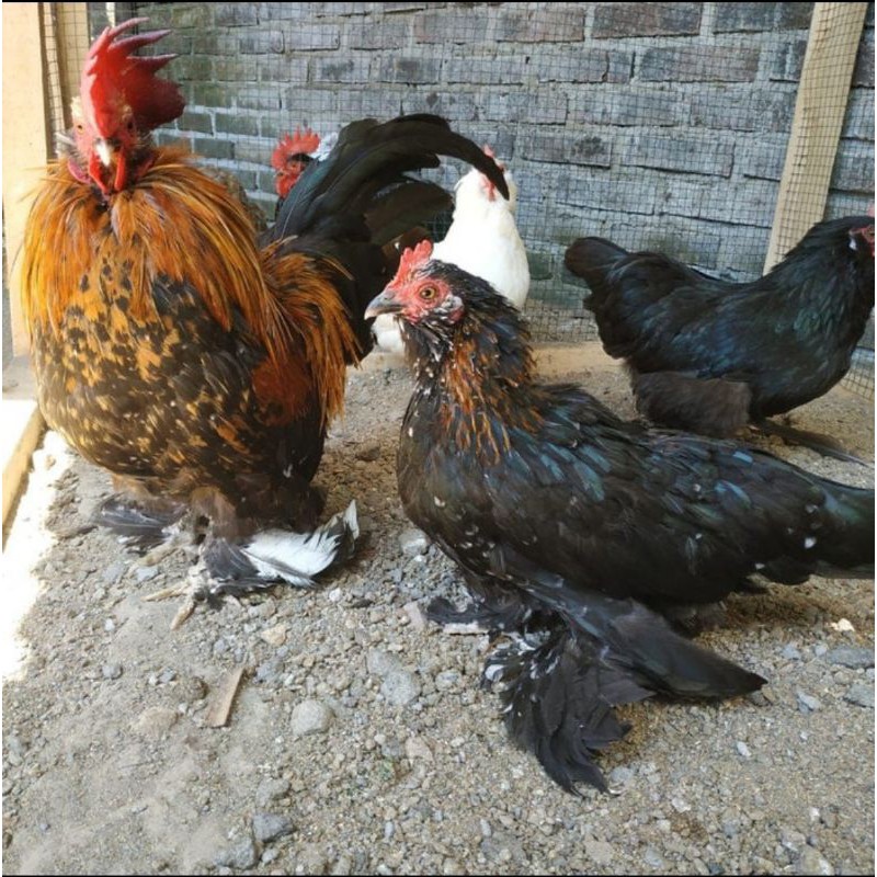 

telur ayam belgian