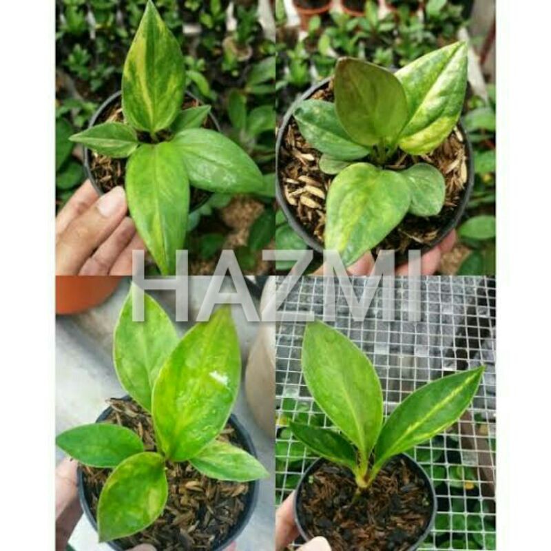 Anthurium jemani varigata