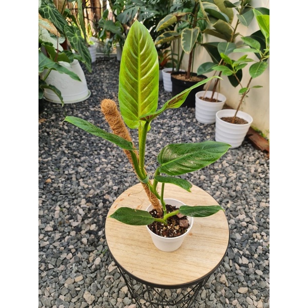 Philodendron Subhastatum