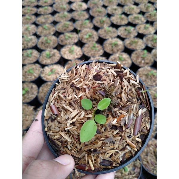 Baby Anthurium Warocqueanum/Lidah Gajah