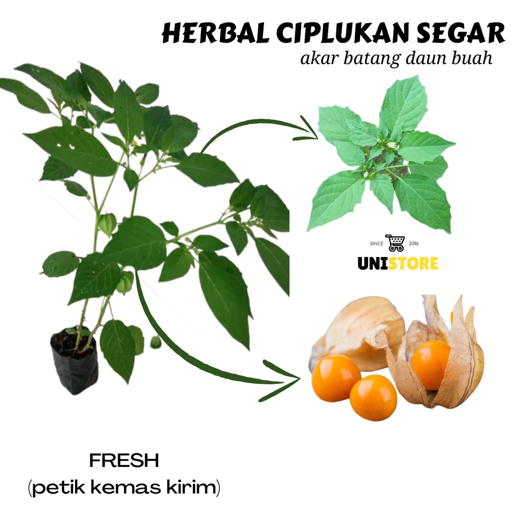 

Termurah Daun ciplukan segar Cecenet Segar 500gr