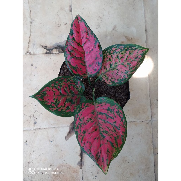 Aglonema Dut Anjamani, Ukuran jumbo Aglaonema Dut Anjamani