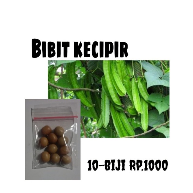 bibit kecipir