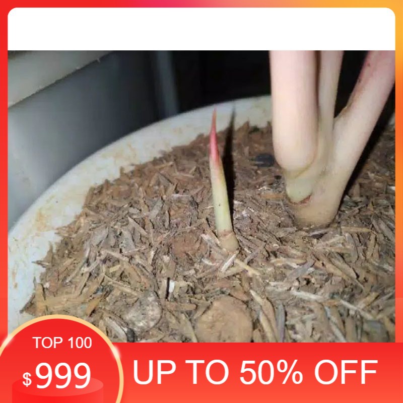 Bonggol tunas aglonema hello kitty